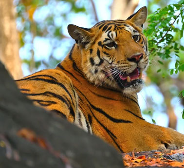 pench park